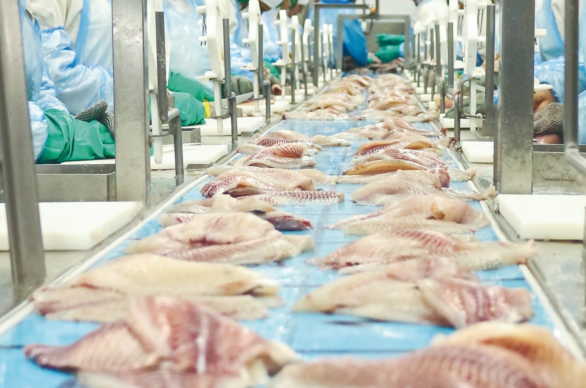 Um em cada quatro peixes de cultivo é produzido no Paraná