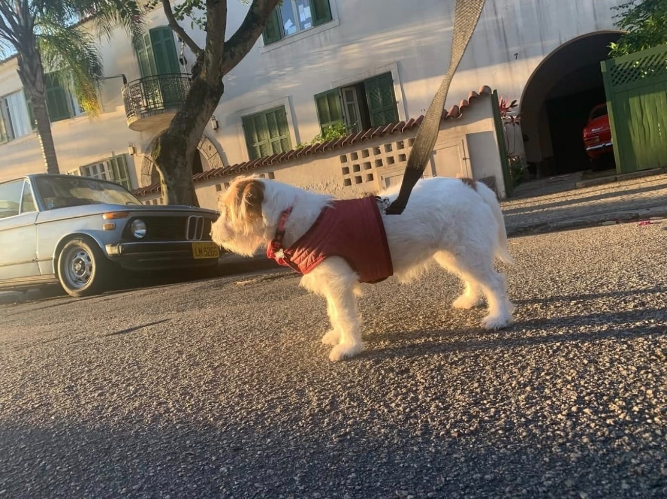 Cães que interpretaram Pimpão em 'Ainda Estou Aqui' ganham prêmio internacional