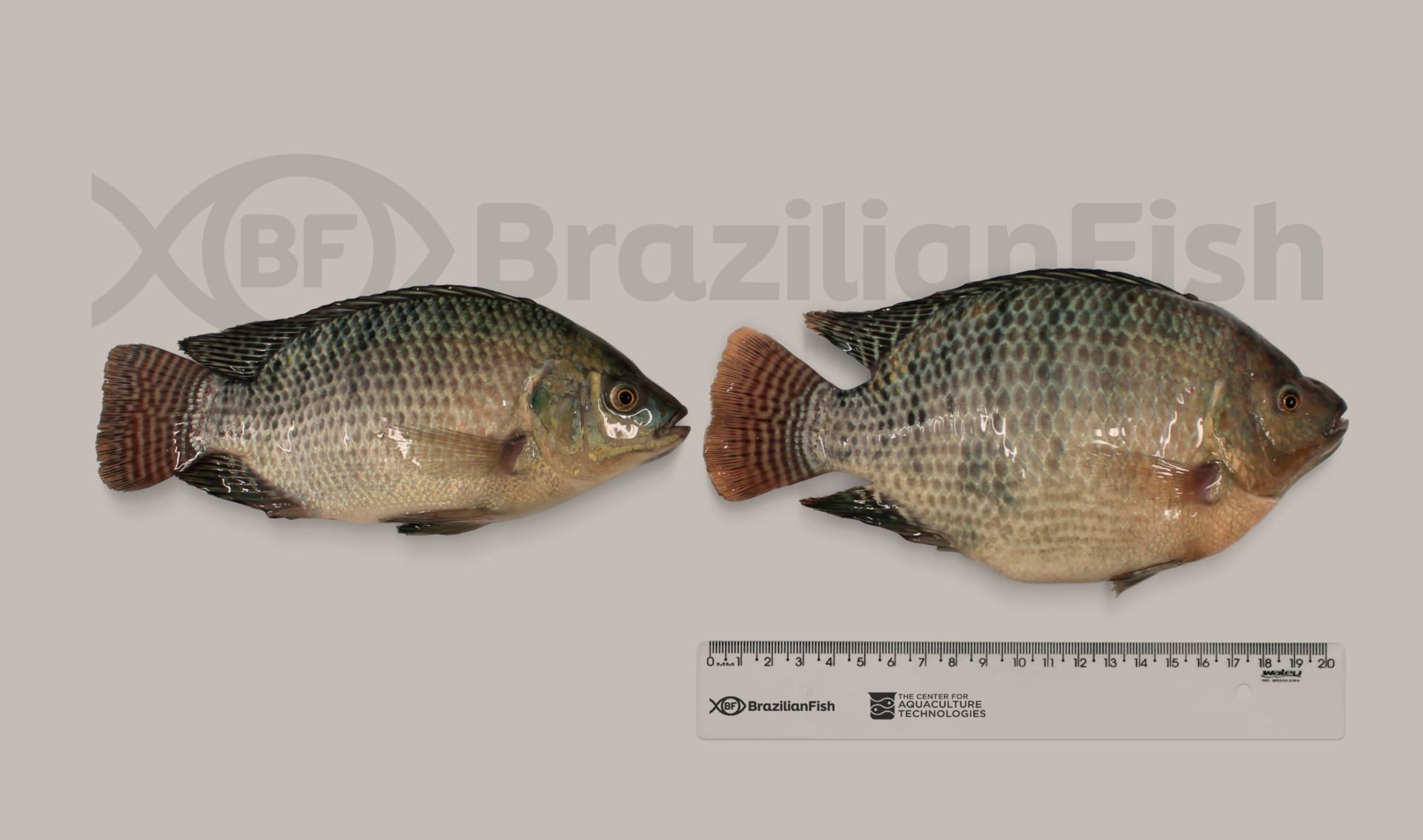 Empresa brasileira anuncia tilápia transgênica com 'filézão'
