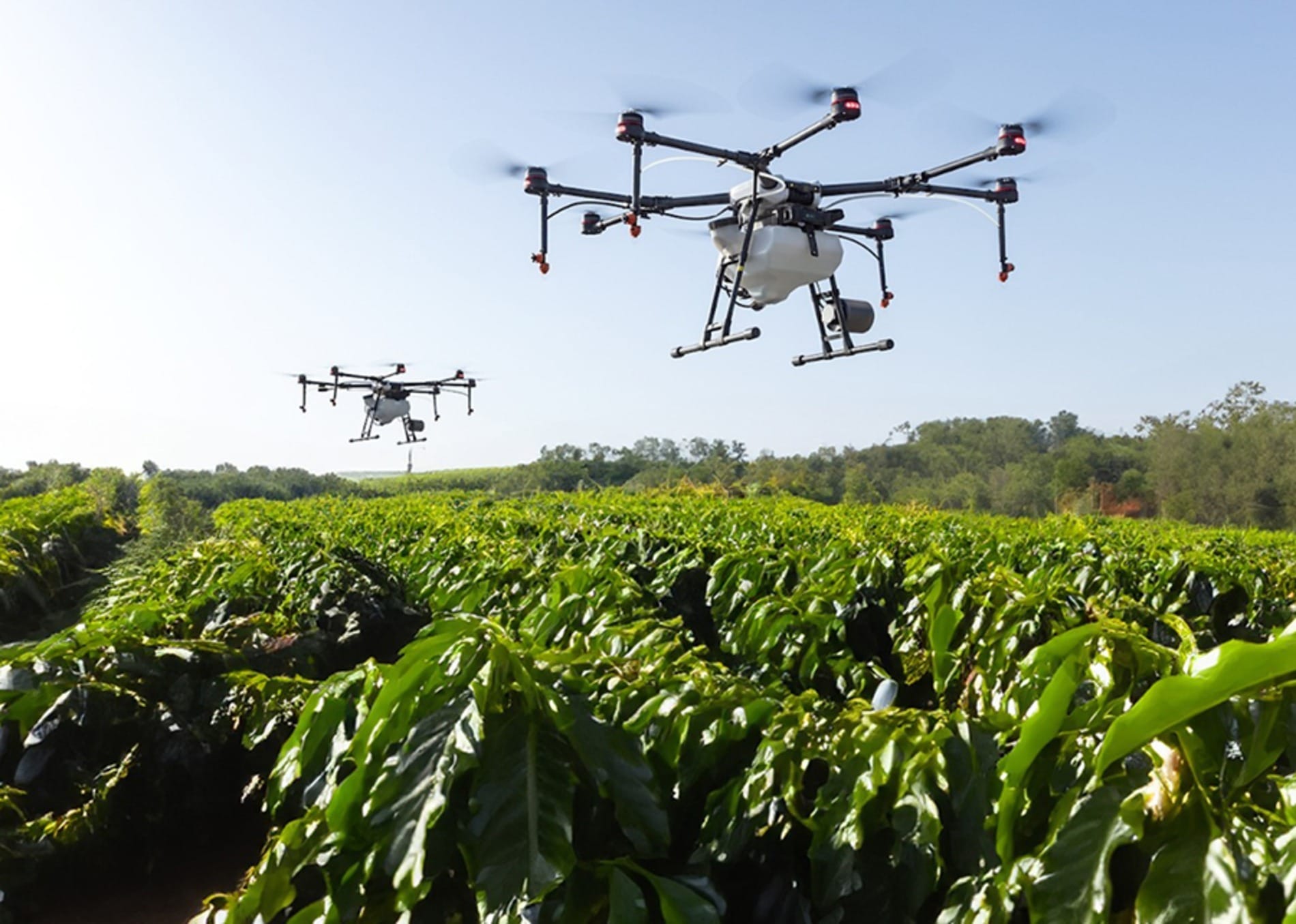 Protetor solar para plantas reduz queimaduras em folhas e frutos