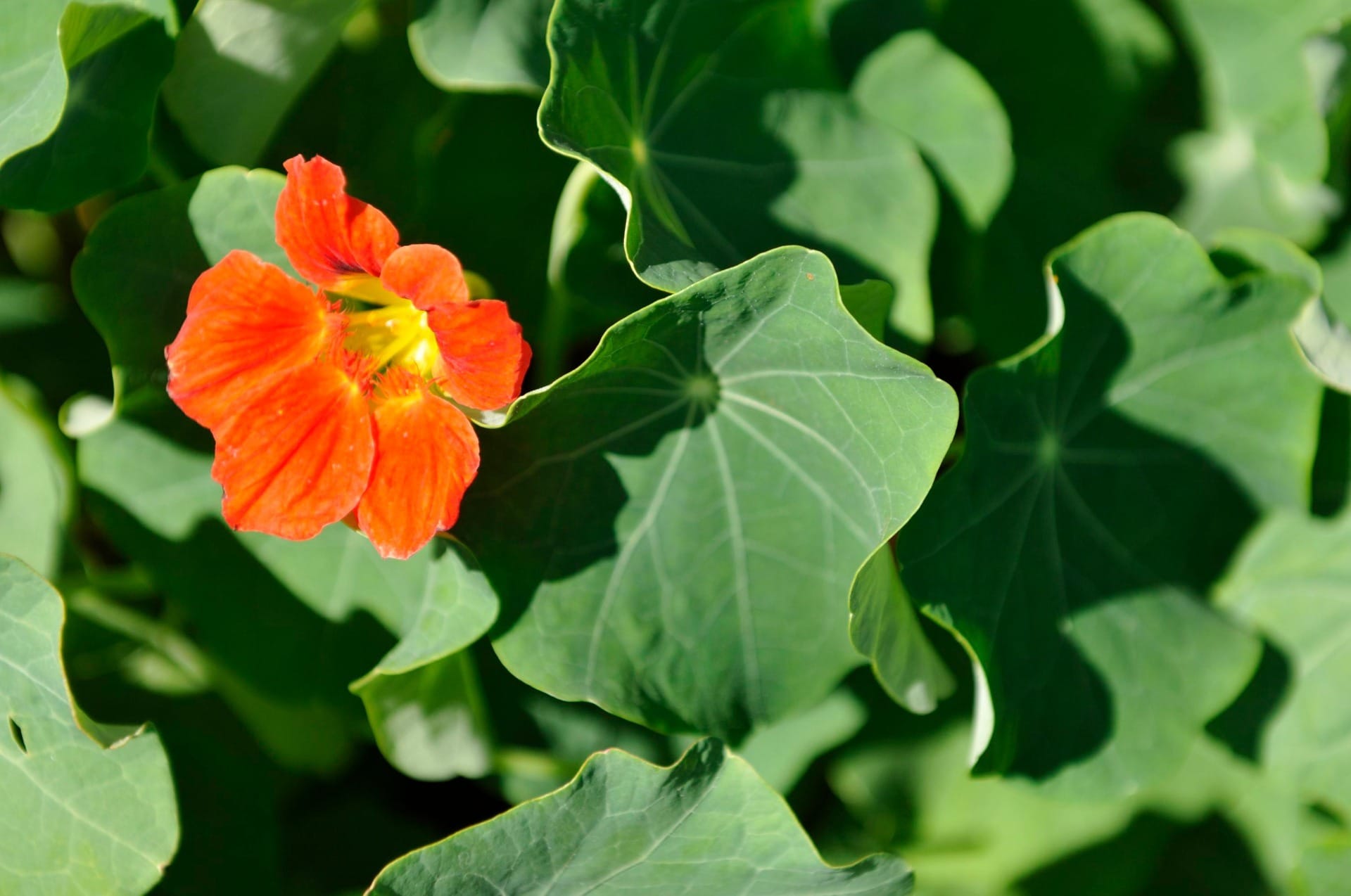Conheça as flores comestíveis que podem fazer bem para a saúde