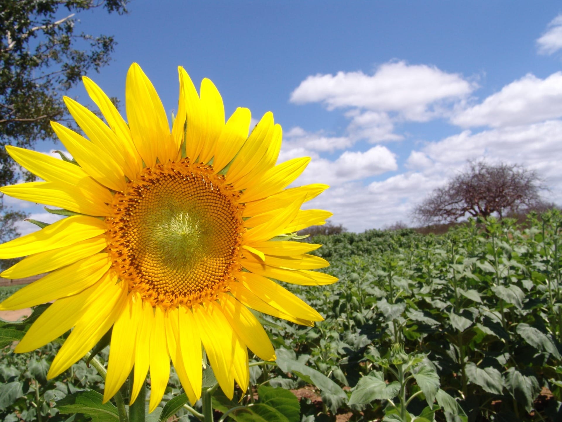 Girassol segue o sol apenas quando é jovem; veja curiosidades sobre a flor