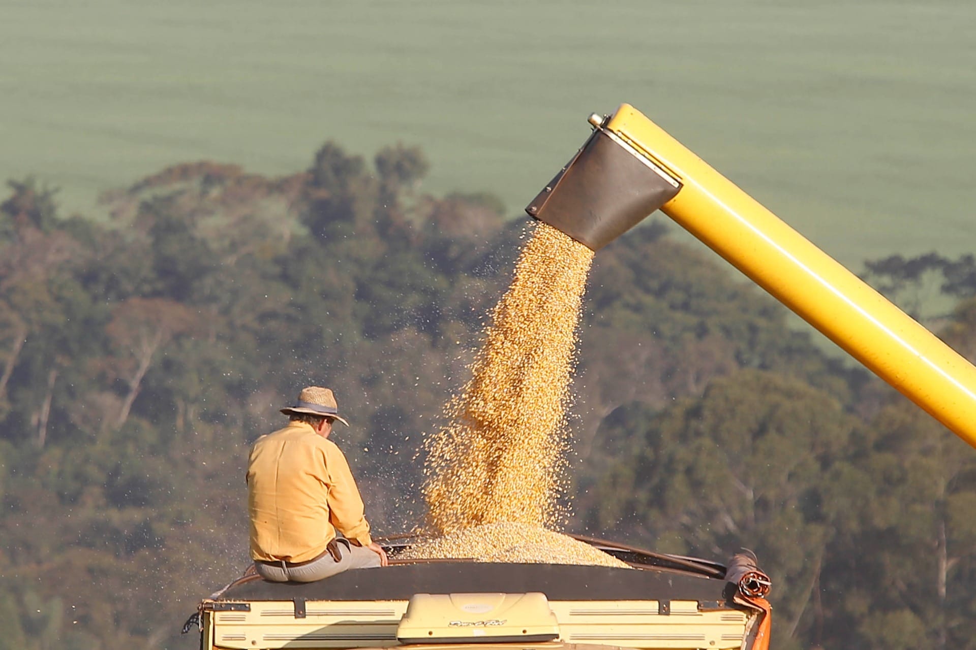 Produção de milho pode ser histórica no Paraná