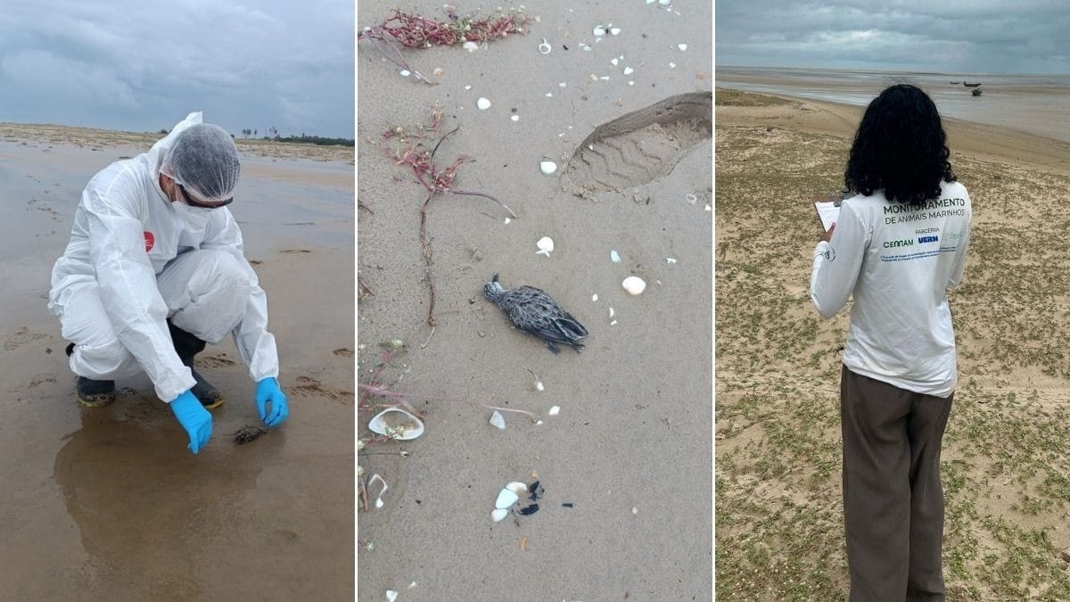 Doença misteriosa já matou 100 aves marinhas no MA, e autoridades alertam humanos