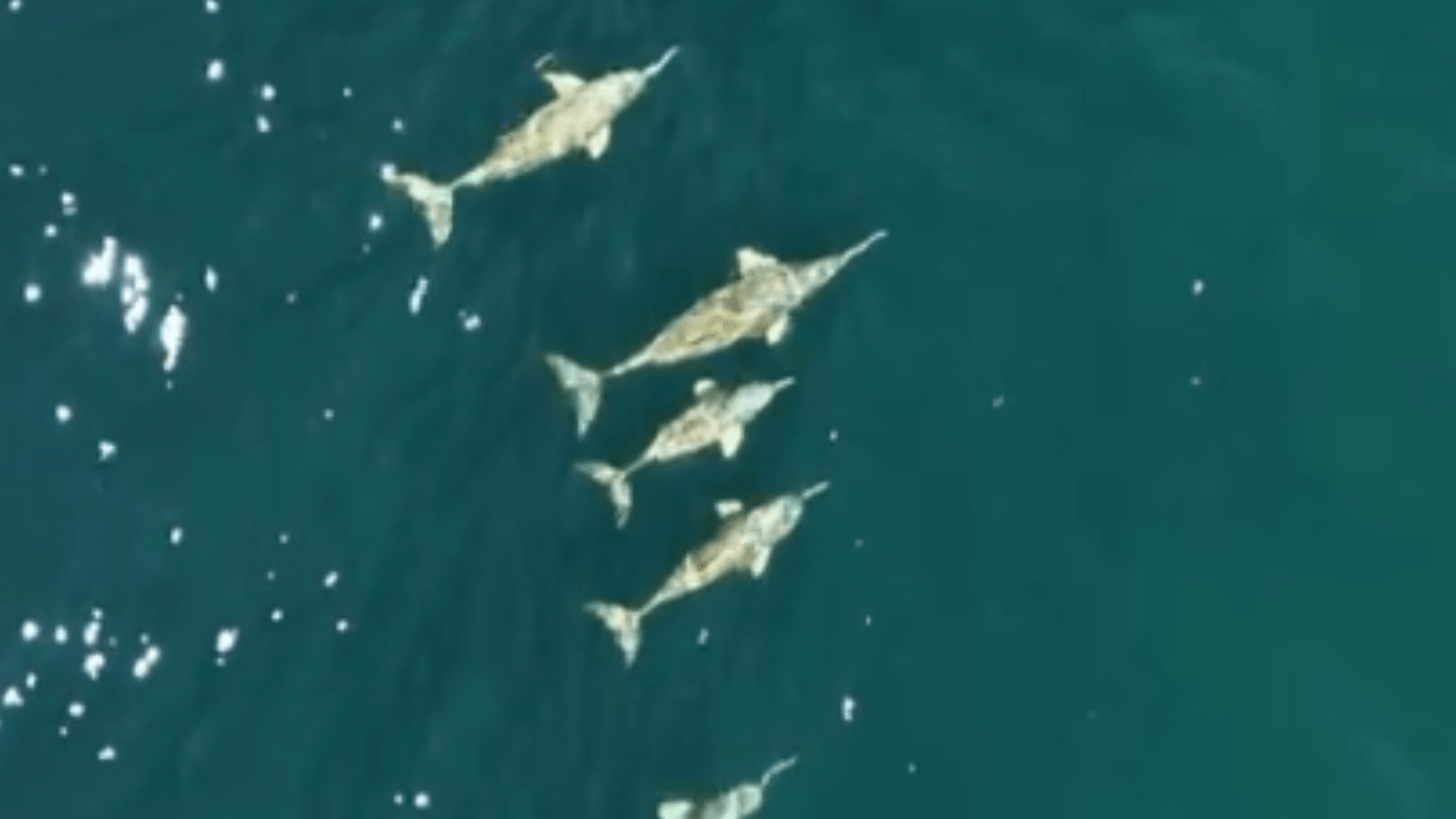 Fotógrafo registra grupo de golfinhos nadando no mar de São Sebastião no Litoral Norte de SP