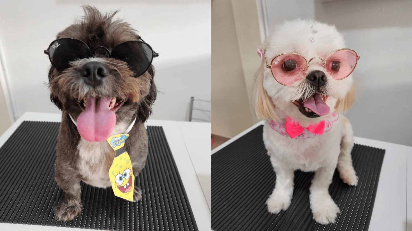 Band Pet Show será realizado em Rio Preto no domingo (16)