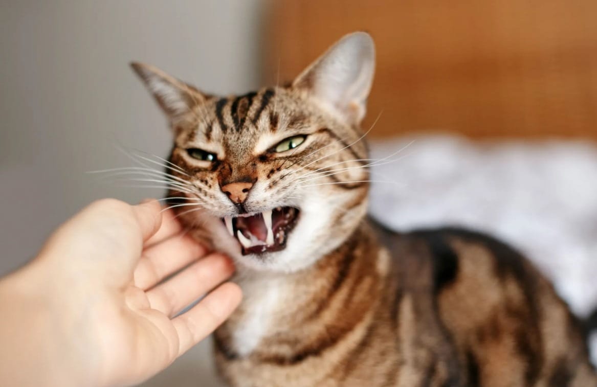 Como lidar com gato bravo? Veja 4 dicas que podem ajudar!