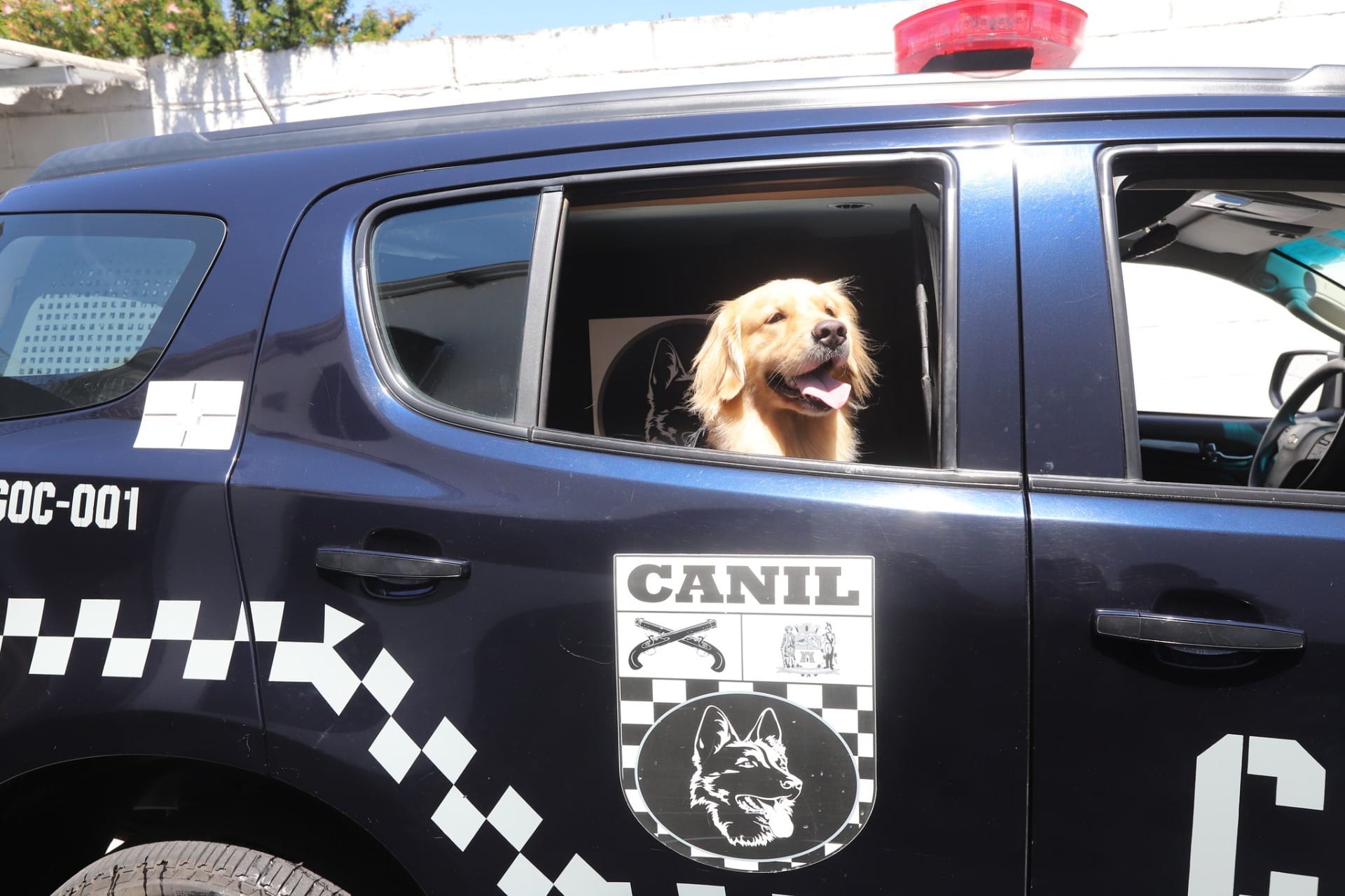Reforço canino: conheça Maju, a nova integrante da Guarda Civil Municipal de Jacareí