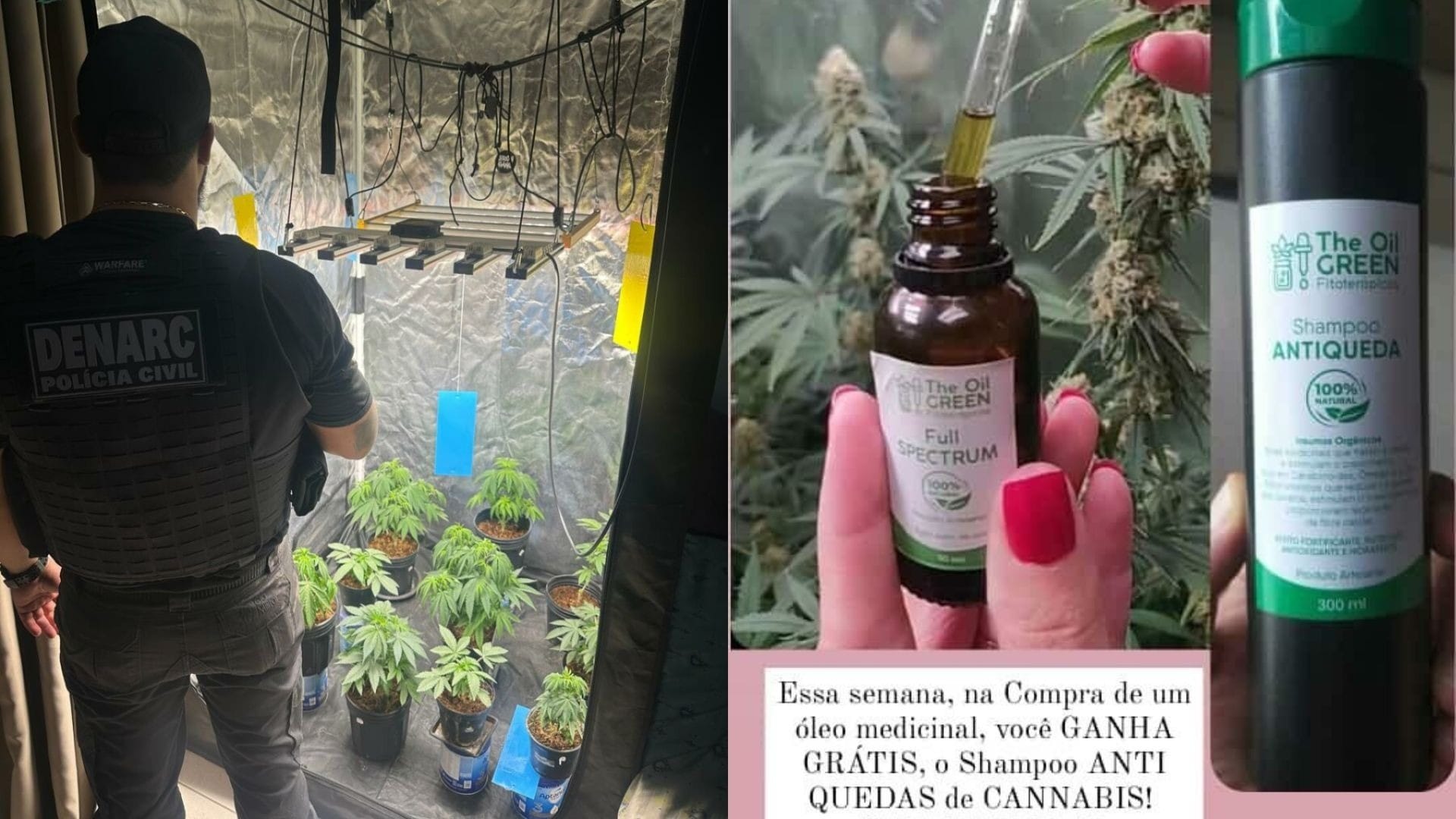 Polícia fecha laboratório que produzia óleo e shampoo derivados da maconha em Goiânia