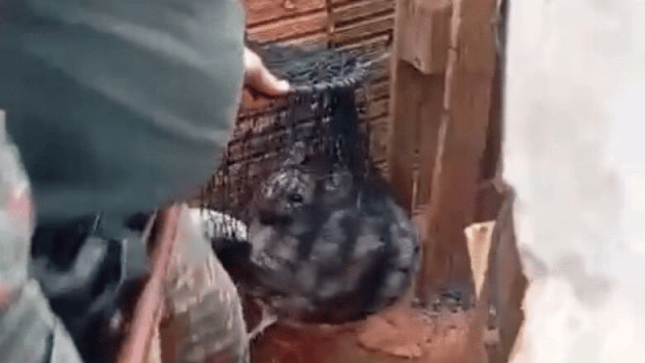 Lobo é encontrado embaixo de churrasqueira em casa no Mato Grosso Do Sul