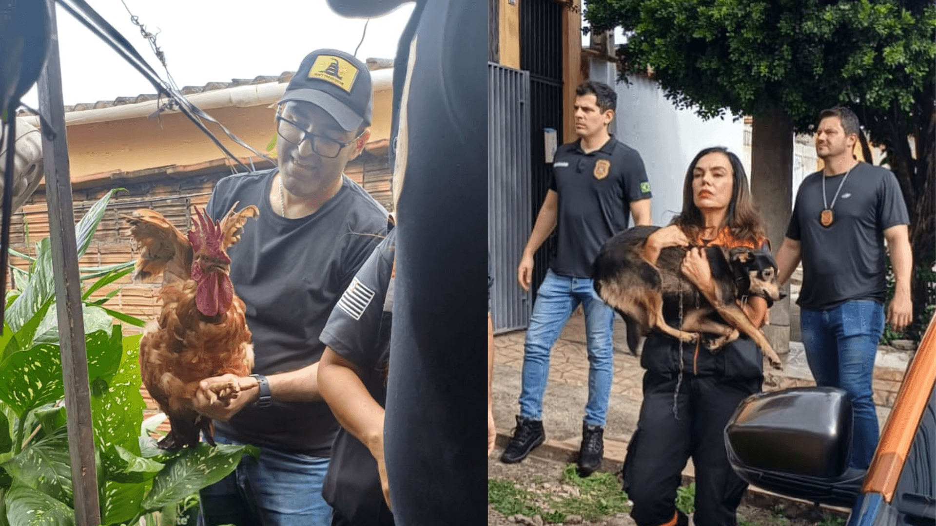 Polícia Civil e Defesa Animal resgatam cães de maus-tratos em Pindamonhangaba