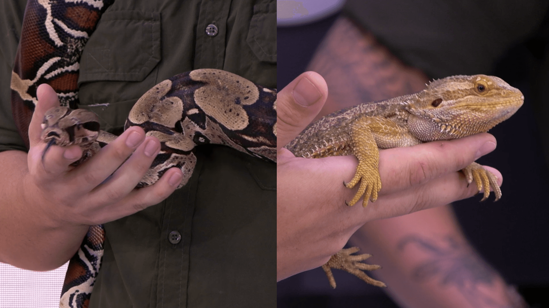 Cobra ou lagarto de estimação? Especialistas tiram dúvidas dos brasileiros