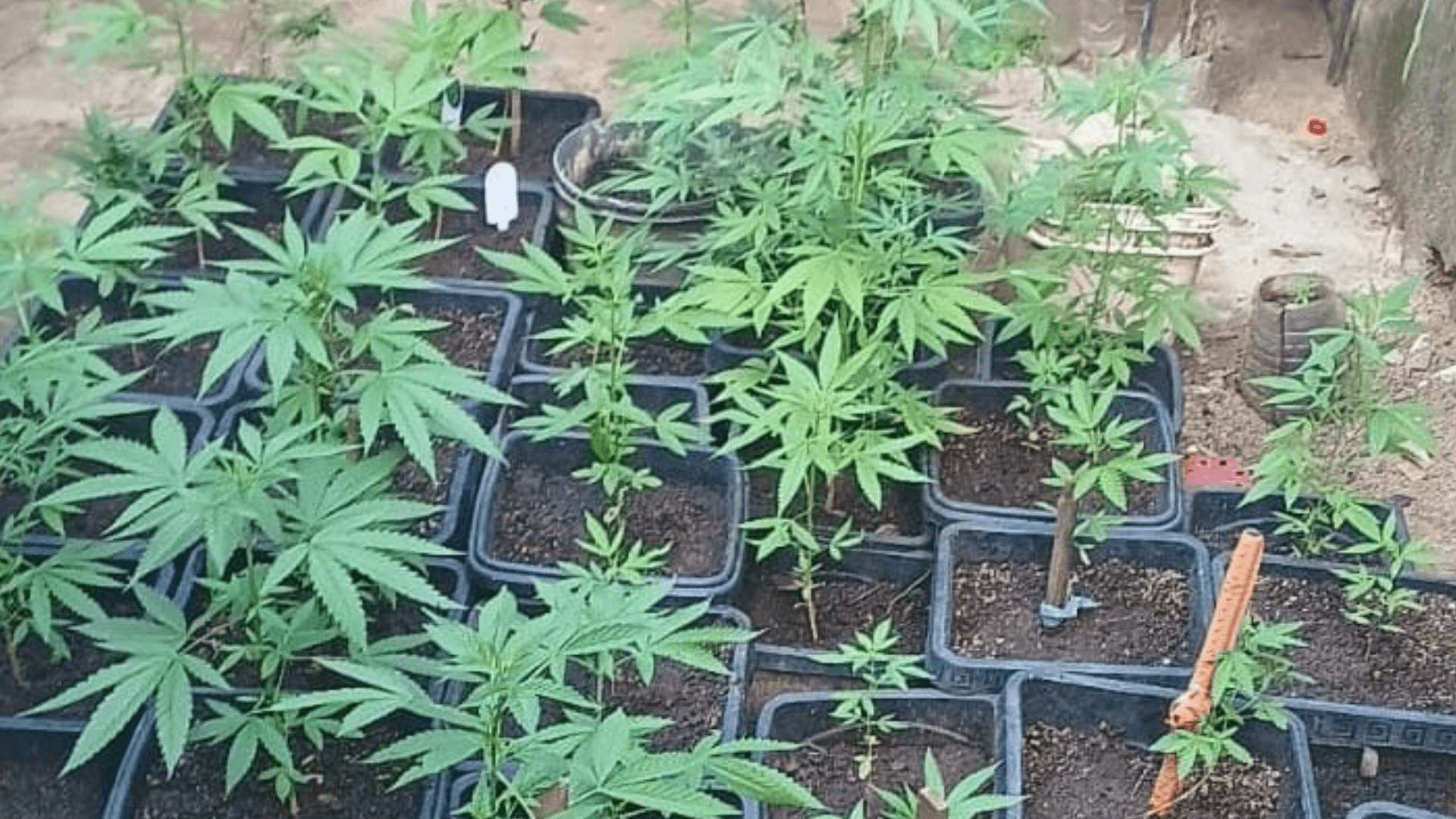 Polícia Militar descobre plantação de maconha e prende homem por tráfico de drogas em Jacareí