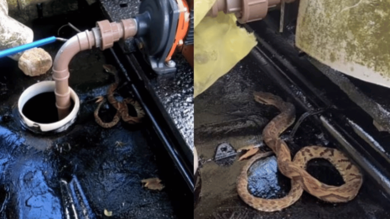 Cobra fica presa em tinta fresca e precisa ser resgatada em Santa Catarina