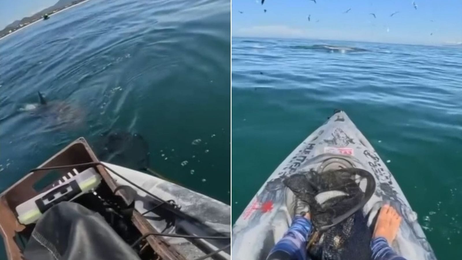 Vídeo: pescadores são cercados por tubarões no mar de Saquarema, no RJ