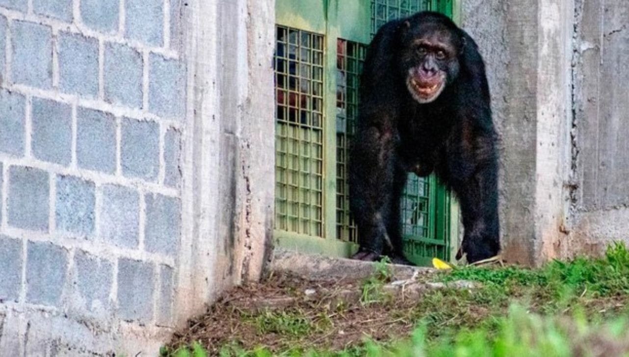 Yoko era o único remanescente da espécie no Bioparque Ukumari, em Pereira, na Colômbia (Foto/Projeto GAP)