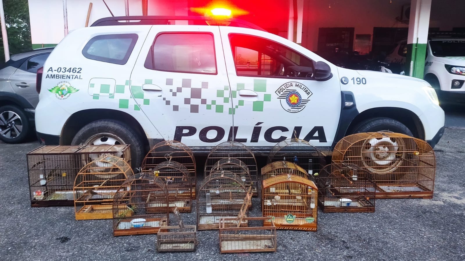 Polícia Militar Ambiental resgata 13 aves silvestres em Guaratinguetá