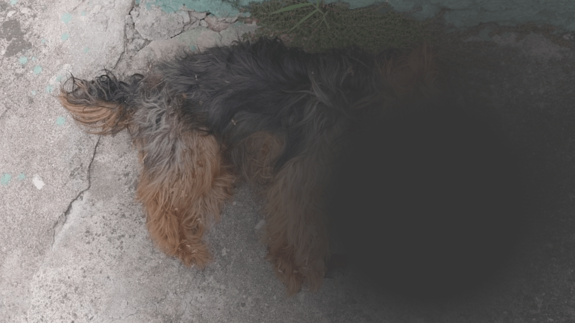 Suspeita de matar o próprio cachorro em Caraguatatuba é solta pela Justiça