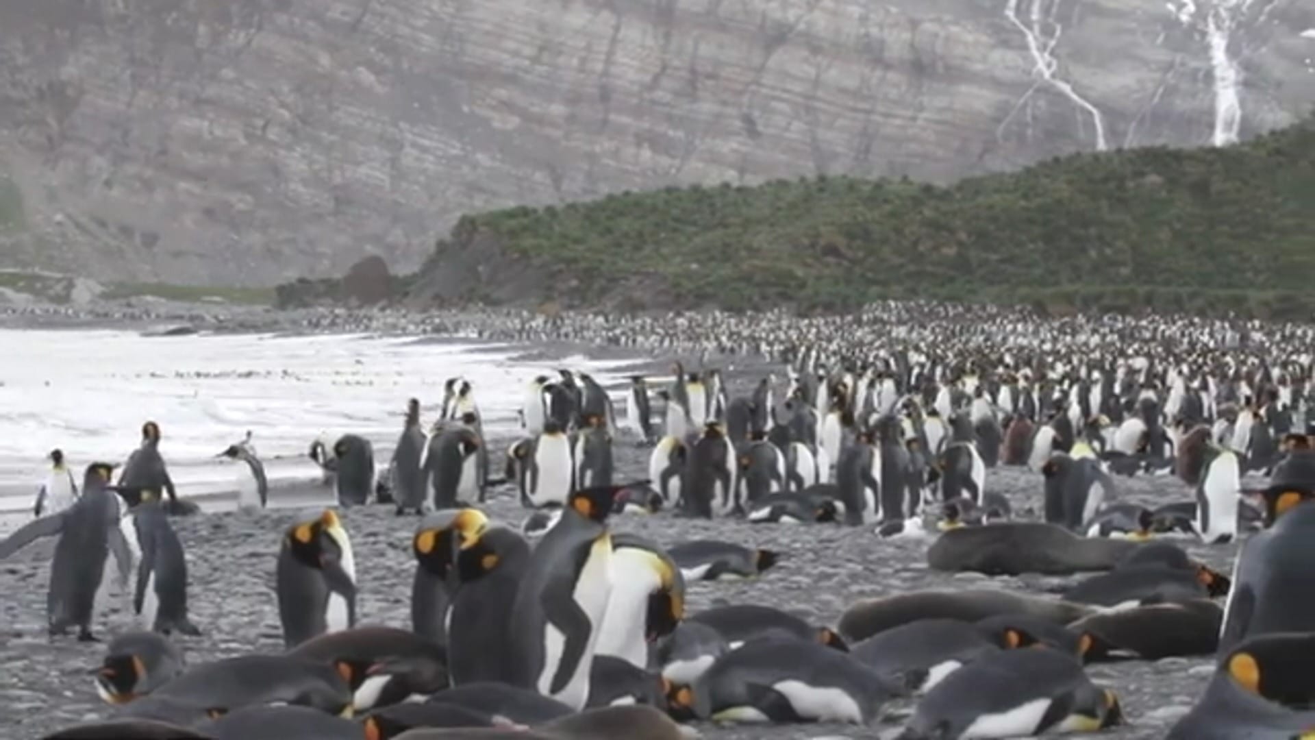 ‘Tarifaço’ de Trump atinge ilha sem habitantes e povoada por pinguins e focas