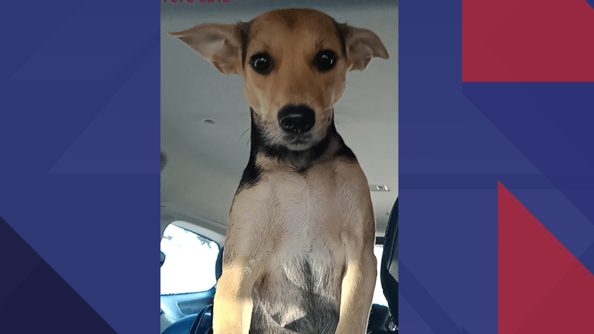 Cachorro recém-adotado foge nesta terça-feira (8) em Copacabana, na Zona Sul do Rio