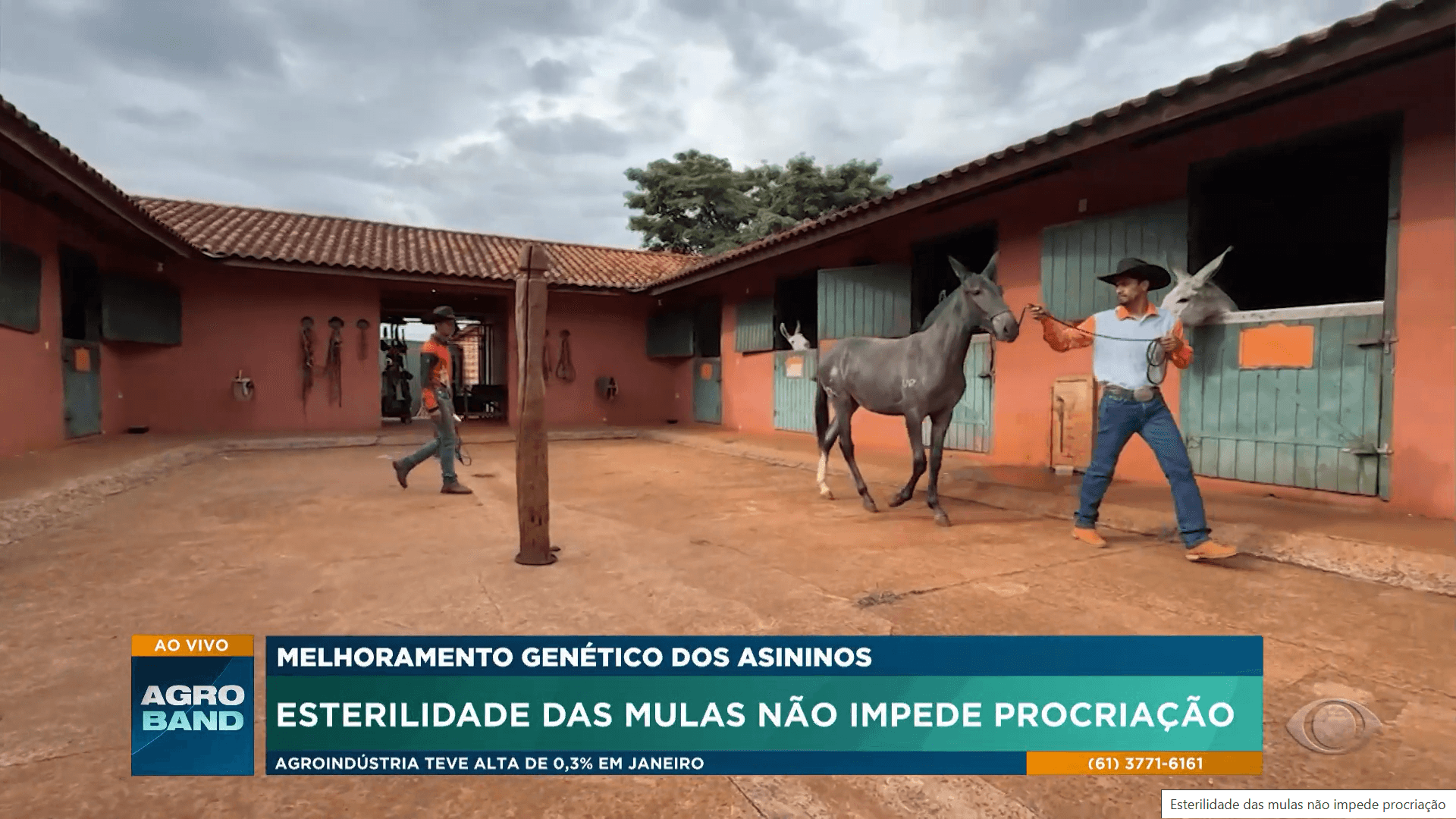 Mulas e jumentos passam por preparação especial para concursos