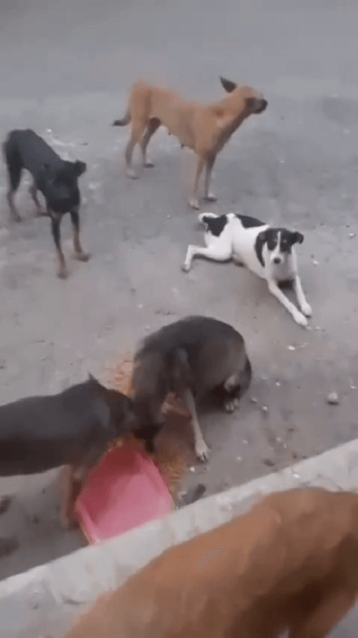 ONG busca lares e doações para 9 cães abandonados após morte de tutor em Duque de Caxias