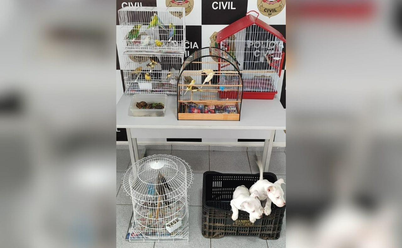 Polícia prende 2 em operação contra venda ilegal de animais em feira de São José dos Campos