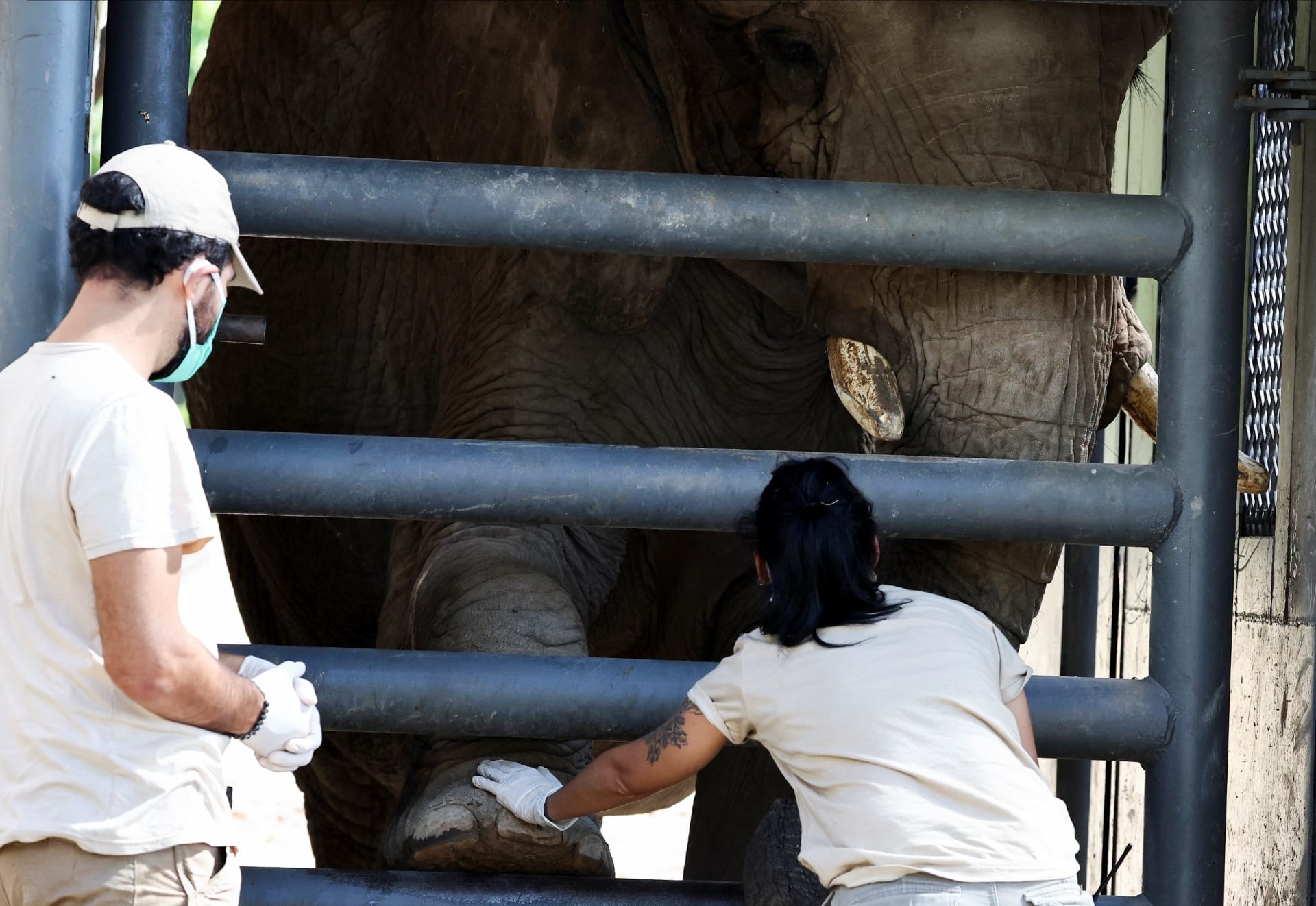 Os cuidadores Florencia Altamirano e Adrian Ibanez trabalham com a elefanta africana Pupy durante o treinamento para uso da caixa de transporte, no Ecoparque de Buenos Aires | Foto: Agustin Marcarian/Reuters