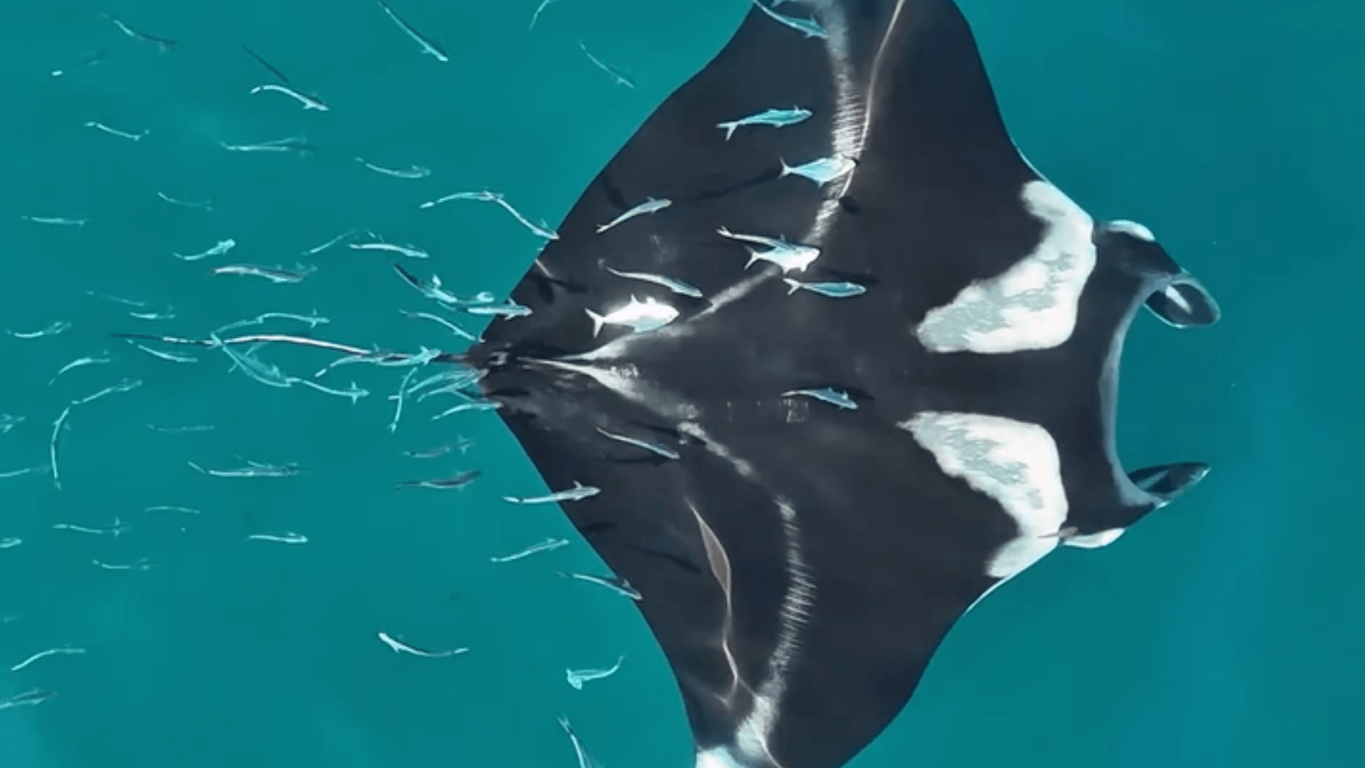 Fotógrafo registra raia-manta rodeada de peixes em Ilhabela, no Litoral Norte de SP; veja vídeo