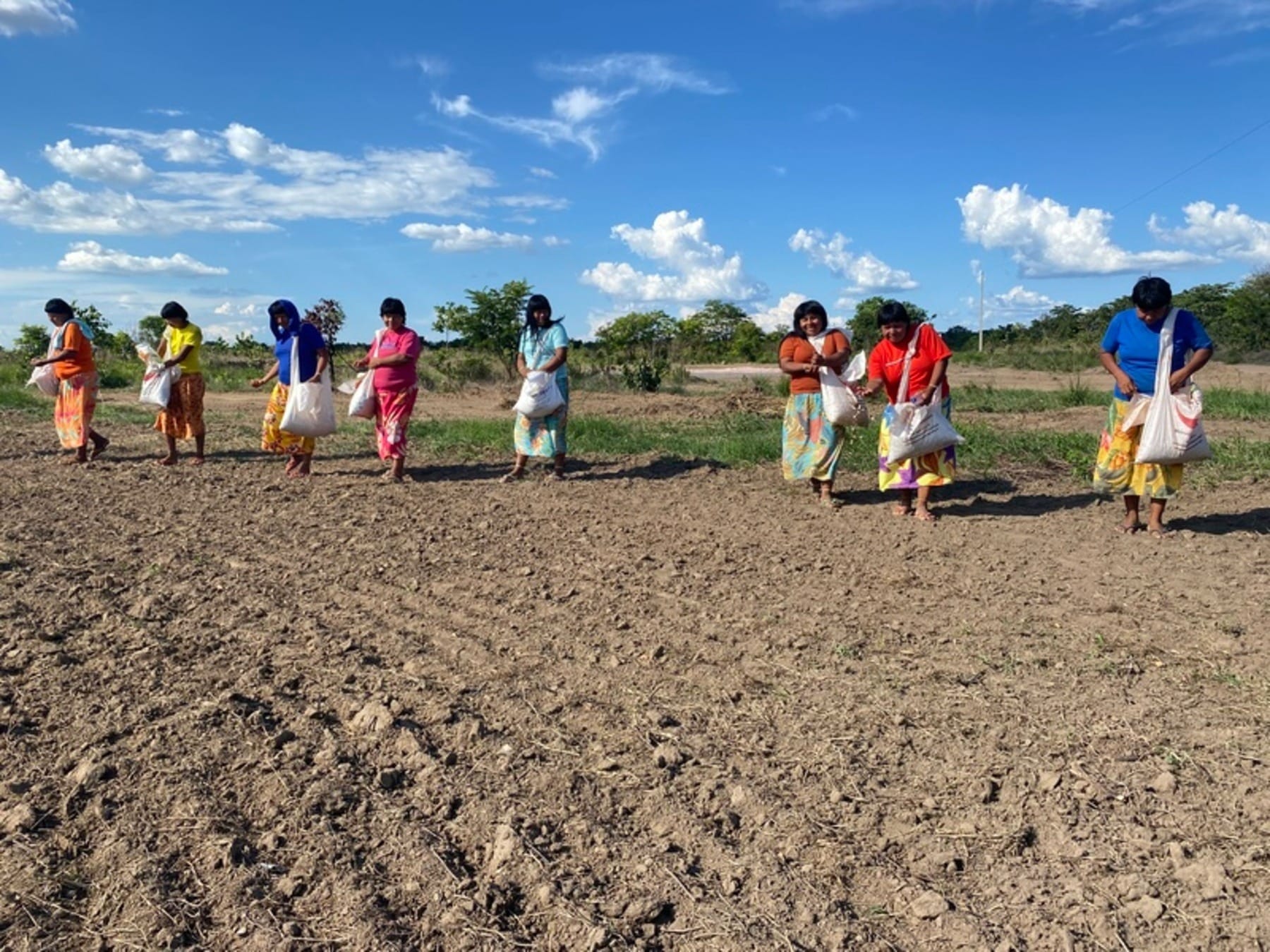 16 mulheres criam agroflorestal de 5 hectares em Mato Grosso