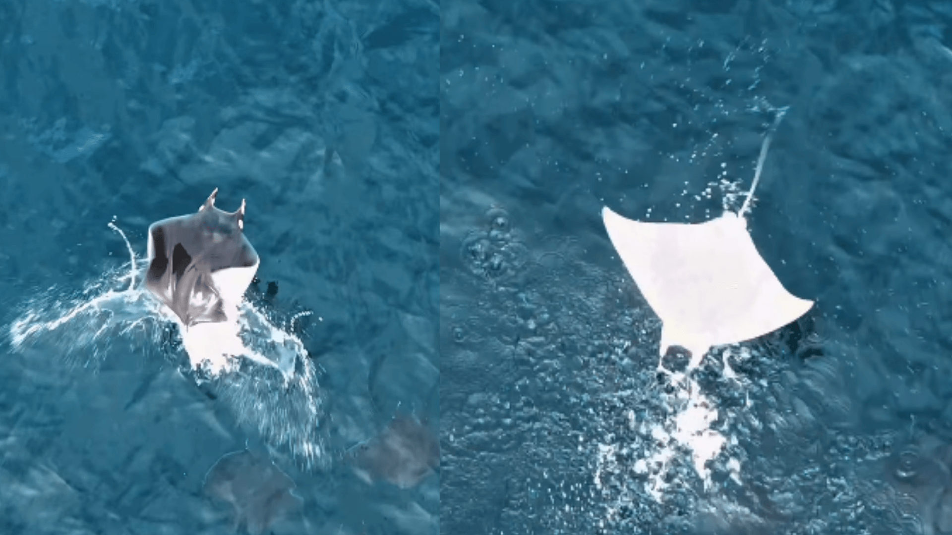 Fotógrafo registra salto espetacular de Mobula no mar de São Sebastião, no Litoral Norte de SP