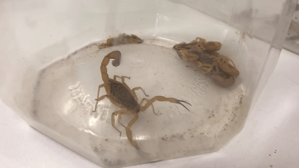 Rio Grande do Sul enfrenta infestação de escorpiões