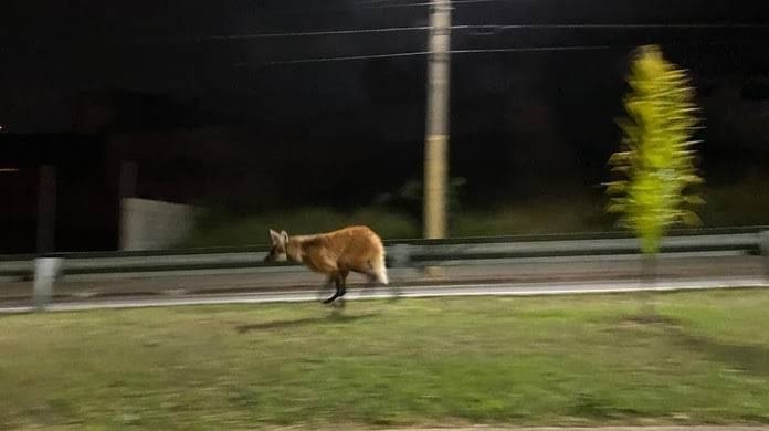 Logo Guará avistado em ruas do Bairro Urbanova em São José dos Campos