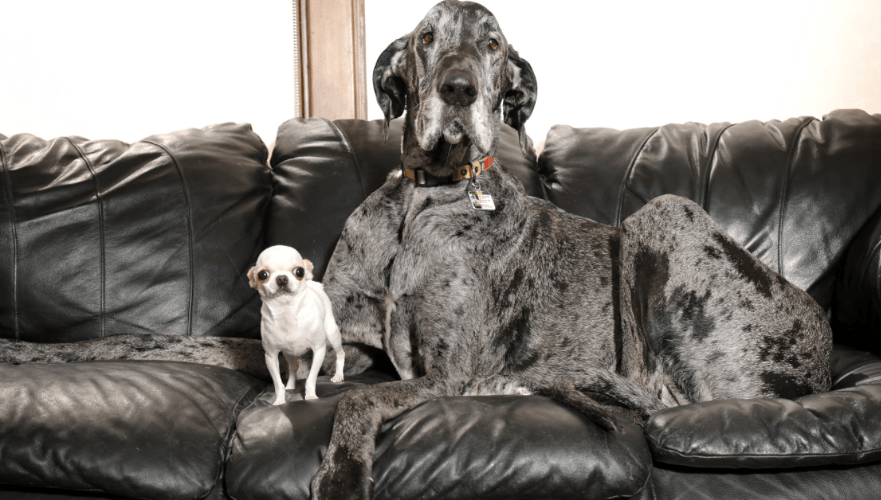 Pearl e Reggie, o menor e o maior cachorro do mundo