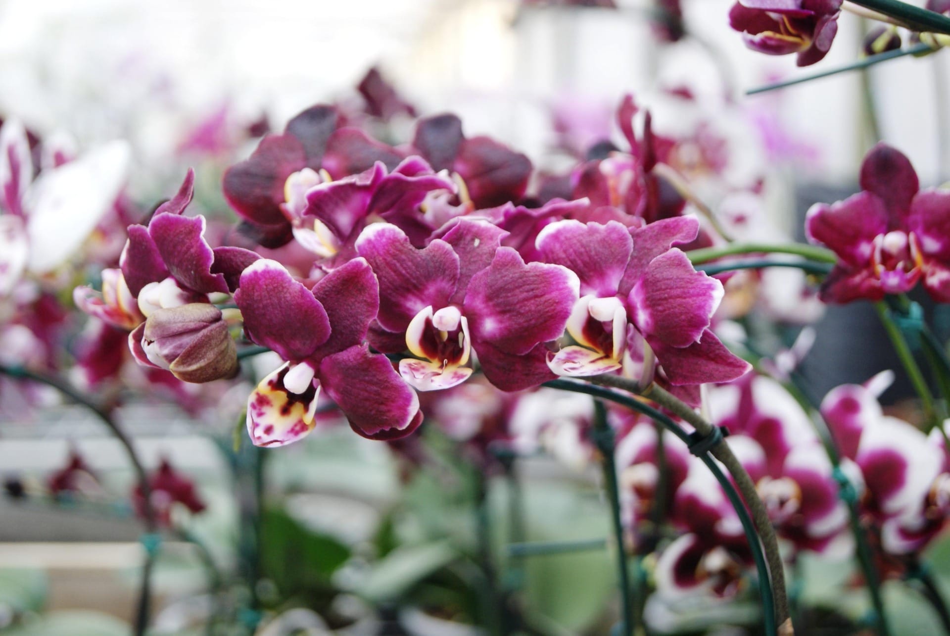 Vendas de flores no dia das mães devem aumentar 10% em 2025; orquídeas e rosas são destaques