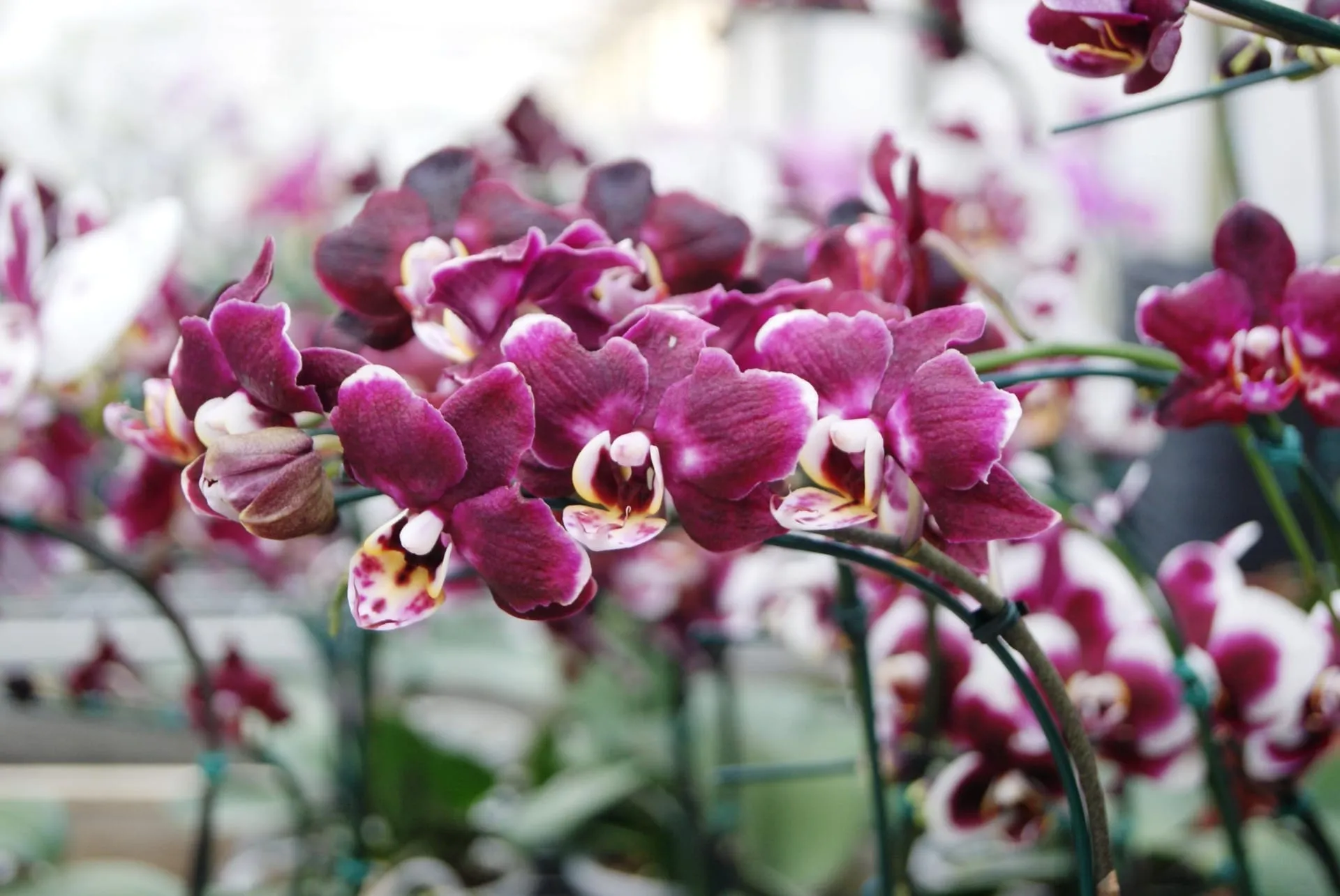 Exposição de Orquídeas