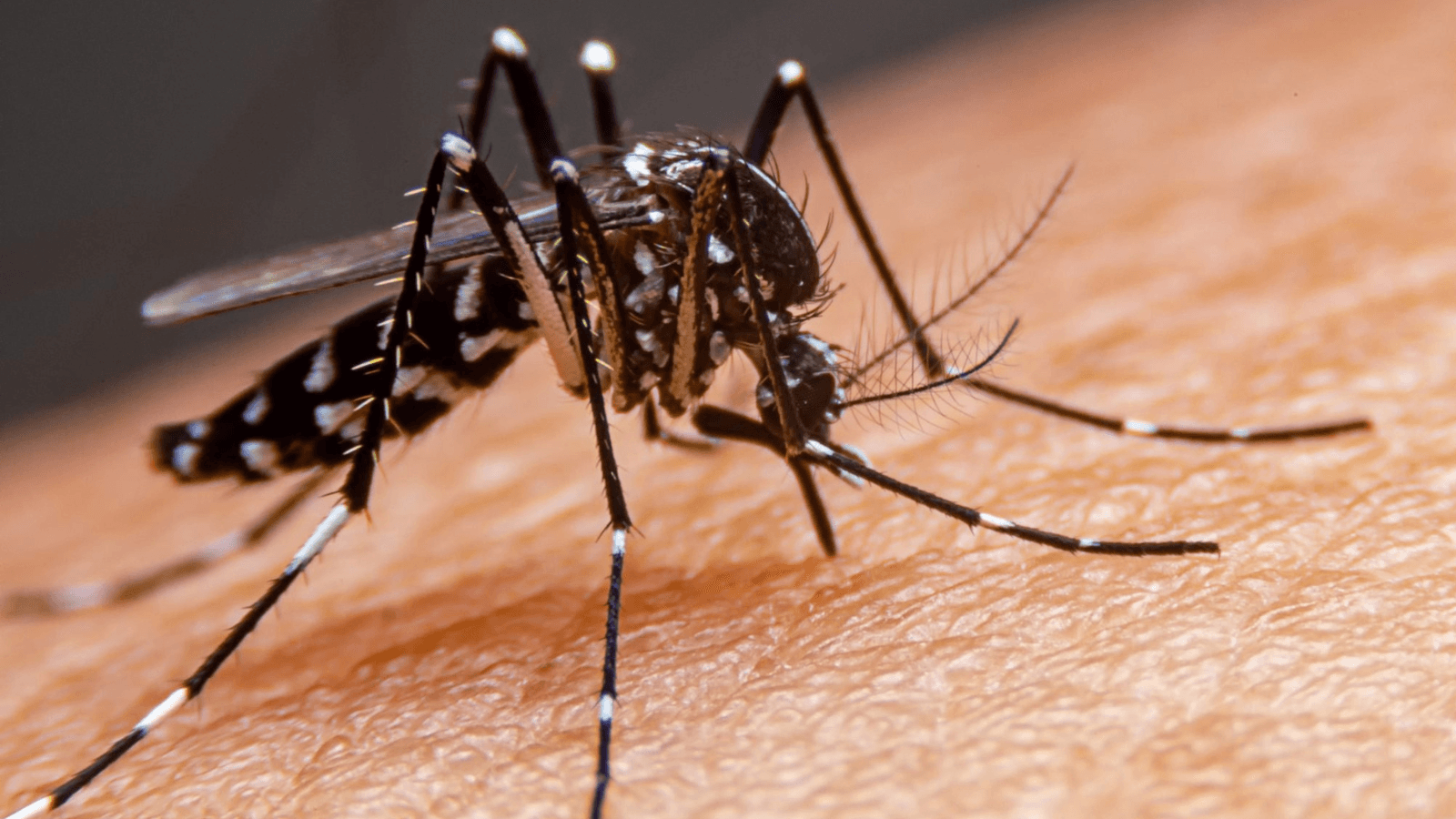 Presidente Prudente confirma quatro casos de febre chikungunya