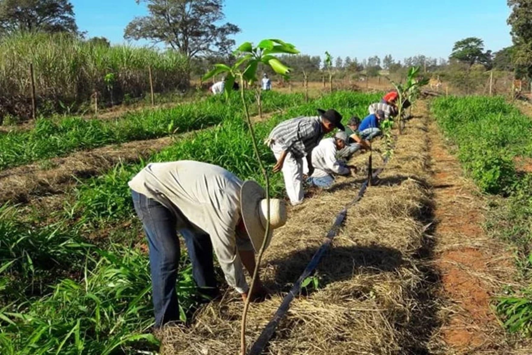 Barão: Deportação diminui mão de obra e frutas e verduras apodrecem nos EUA
