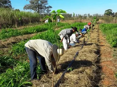 Dívida rural: volume liberado atinge apenas 13% da carteira problemática