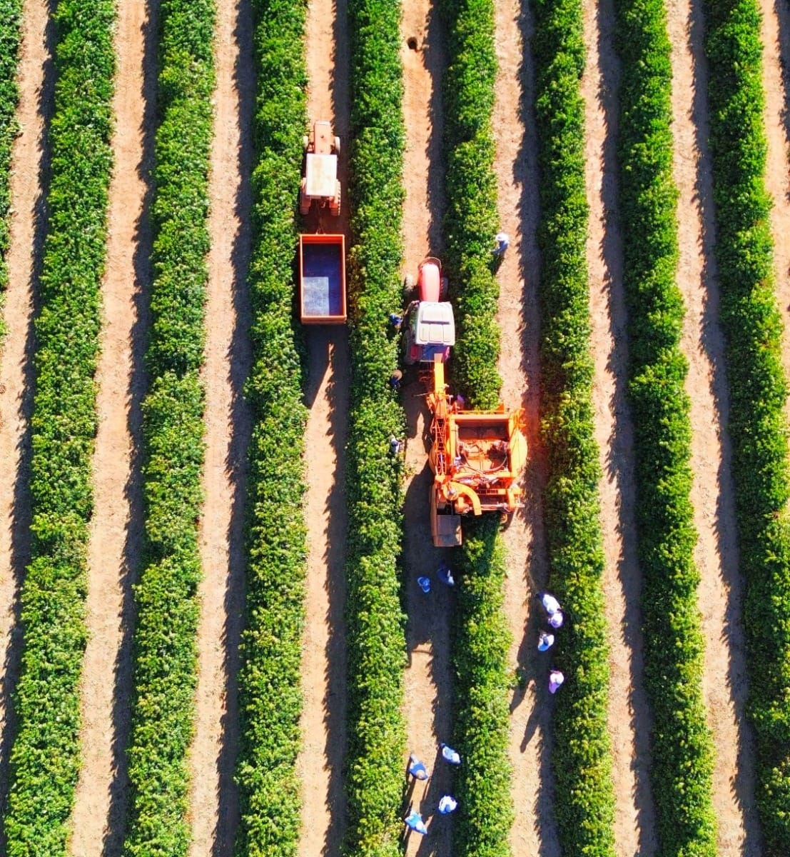 Produtores iniciam colheita da café da região alta mogiana com preços elevados
