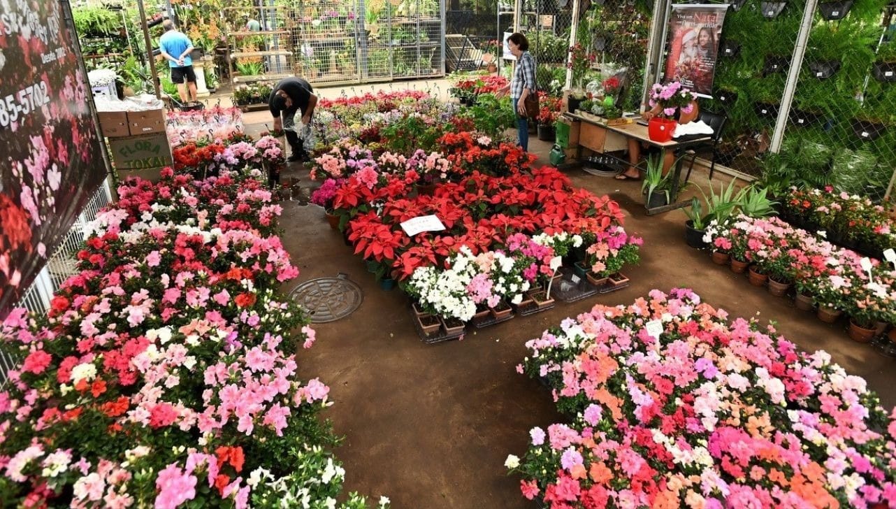Vendas no Mercado de Flores da Ceasa Campinas cresce 50% às vésperas do Dia das Mães