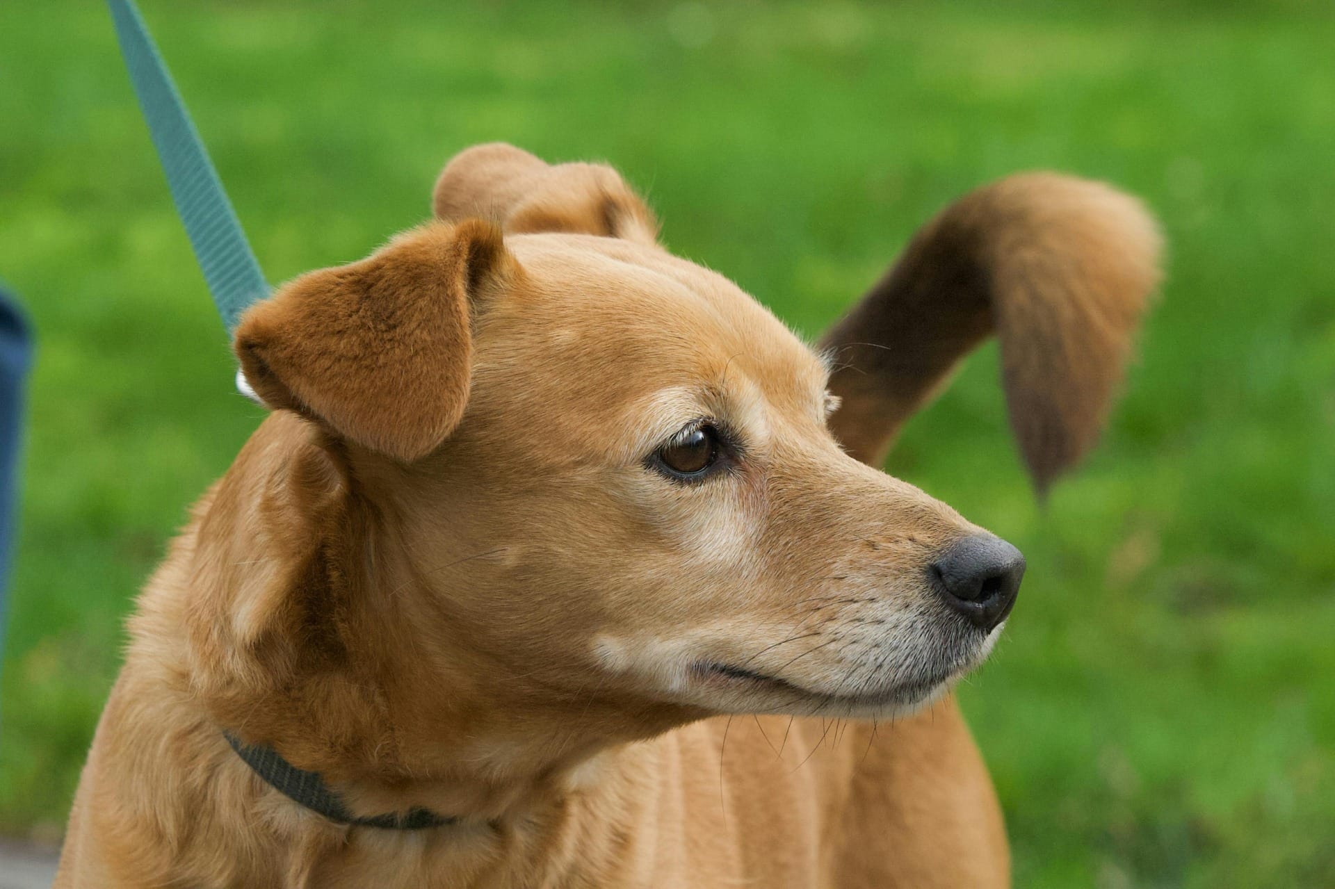 Os vira-latas têm saúde de ferro? Conheça algumas ameaças que podem afetar a saúde dos cães SRD
