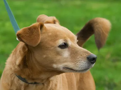Os vira-latas têm saúde de ferro? Conheça algumas ameaças que podem afetar a saúde dos cães SRD