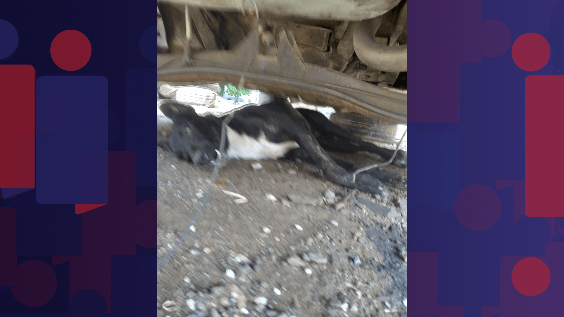 Polícia investiga envenenamento de cães na Ilha da Conceição, em Niterói