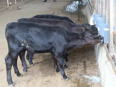 Bezerros geneticamente editados nascem pela primeira vez no Brasil