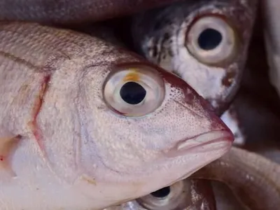 Restaurante de Natal é investigado após intoxicação de clientes por consumo do peixe arabaiana