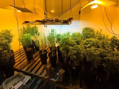 Polícia localiza estufas de maconha, apreende 80 pés de droga e prende 3 pessoas em Mogi Guaçu