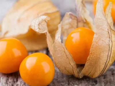 Physalis é fruta exótica, 'prima do tomate' e rica em vitaminas e antioxidantes