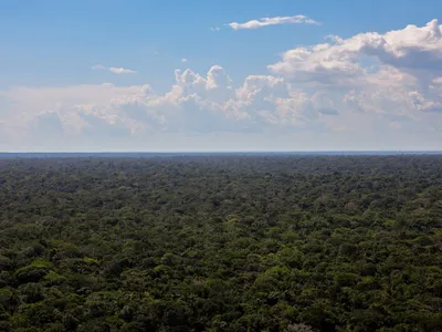 Pela primeira vez, desmatamento cai em todos os biomas do país