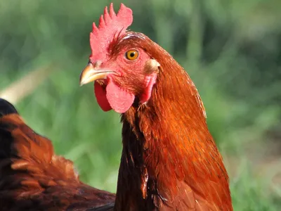 Exportadores de frango do Brasil garantem que Brasil cumpre normas da UE